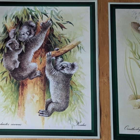 Lot of 6 Naturalist Zoology Vintage Illustrations Australian Wildlife - Picture 3 of 8